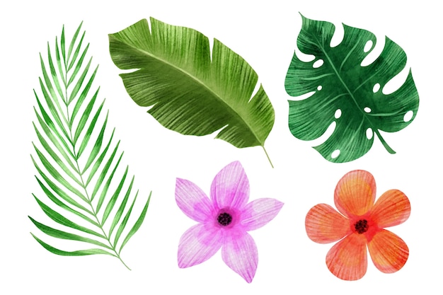 Коллекция тропических цветов и листьев