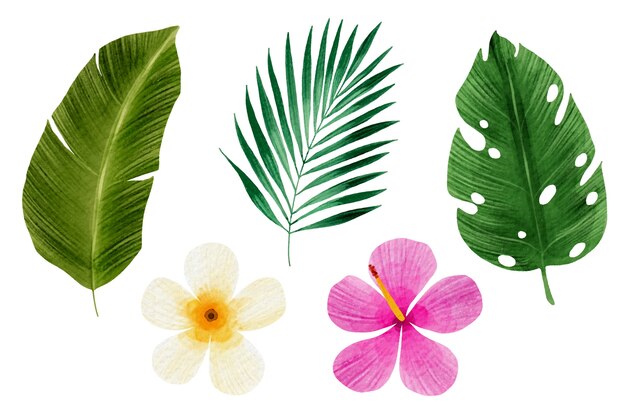 Tropical flowers and leaf collection