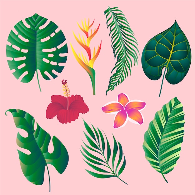 Free vector tropical flowers and leaves collection