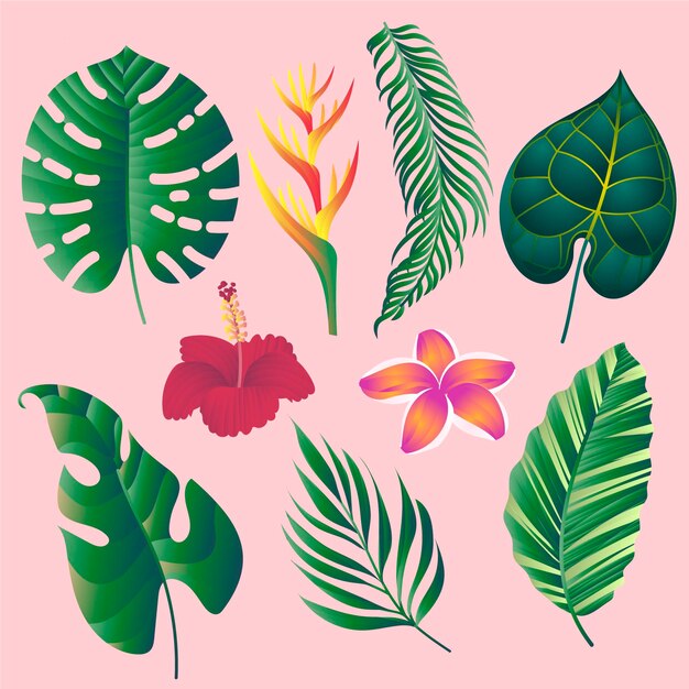 Tropical flowers and leaves collection