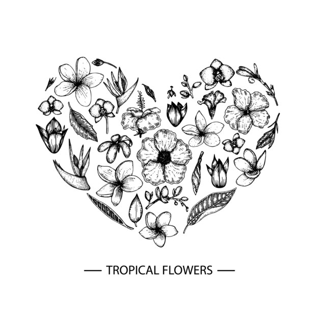 分離された熱帯の花のイラスト 手描きのブーゲンビリア プレミアムベクター