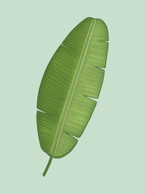 トロピカルグリーンバナナの葉のイラスト