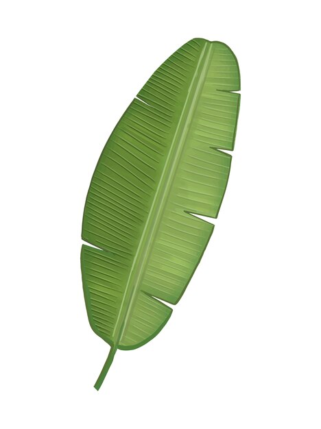 トロピカルグリーンバナナの葉のイラスト
