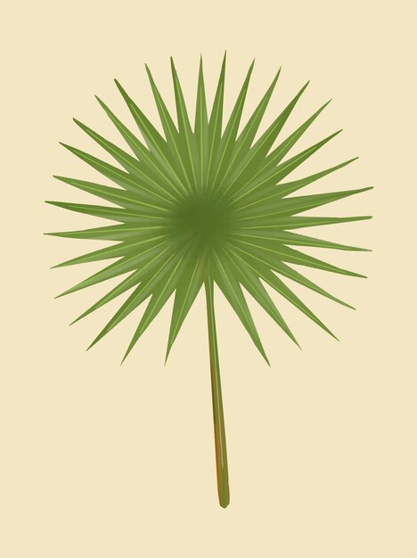 Tropical green fan palm leaf