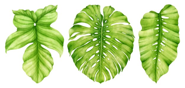 Акварельная иллюстрация тропических зеленых листьев для декоративного элемента
