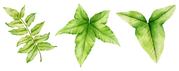 装飾的な要素のための熱帯の緑の葉の水彩画のイラスト
