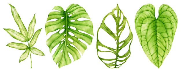 Акварельная иллюстрация тропических зеленых листьев для декоративного элемента
