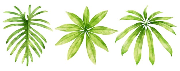 Tropical Green Leaf watercolor illustration for Decorative Element