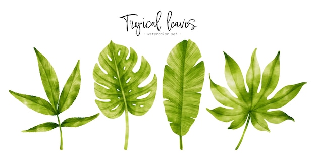 Tropical green Leaves watercolor illustration for Decorative Element