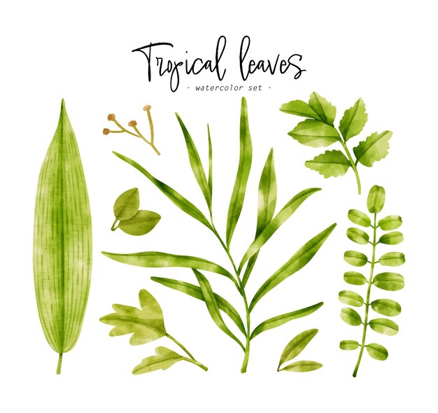 Tropical green Leaves watercolor illustration for Decorative Element