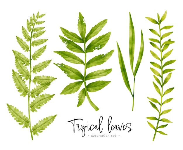 Tropical green Leaves watercolor illustration for Decorative Element