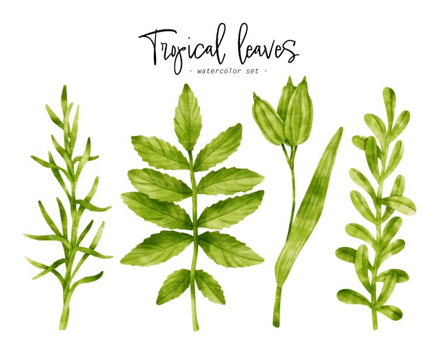 Тропические зеленые листья акварельные иллюстрации для декоративного элемента