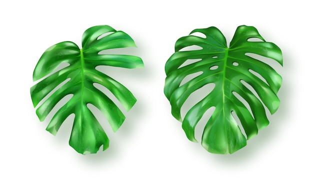 Tropical green monstera leaves on white