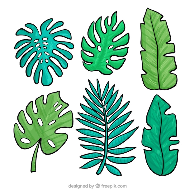 Free vector tropical leafs collection in hand drawn style