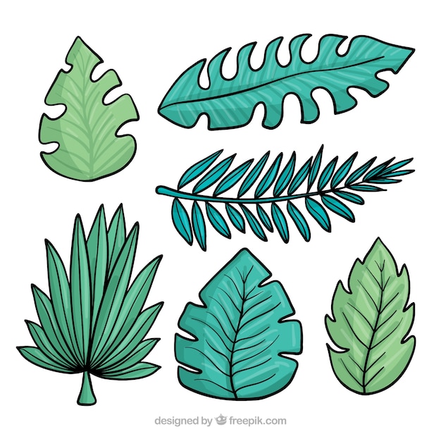 Free vector tropical leafs collection in hand drawn style