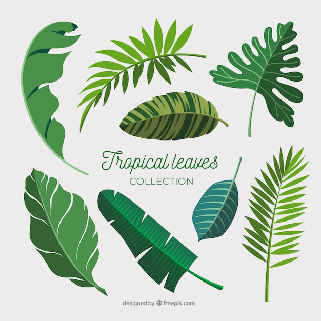 Tropical leaves collection in flat design