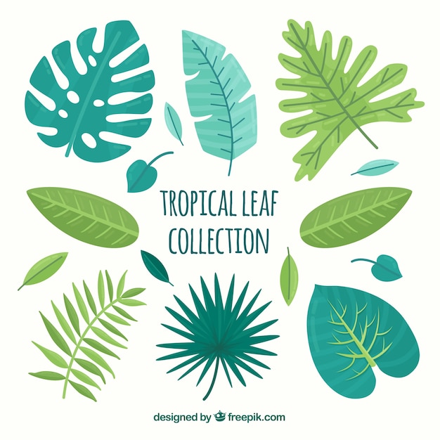 Free vector tropical leaves collection in flat style