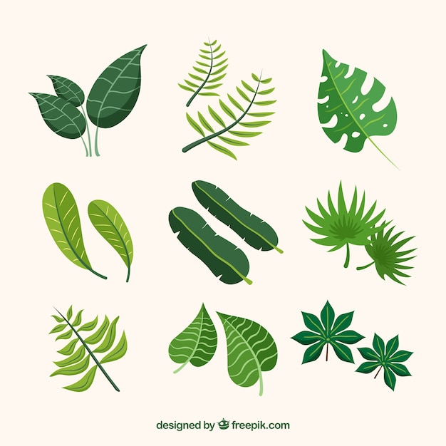 Tropical leaves collection in flat style