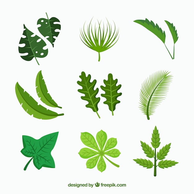 Free vector tropical leaves collection in flat style