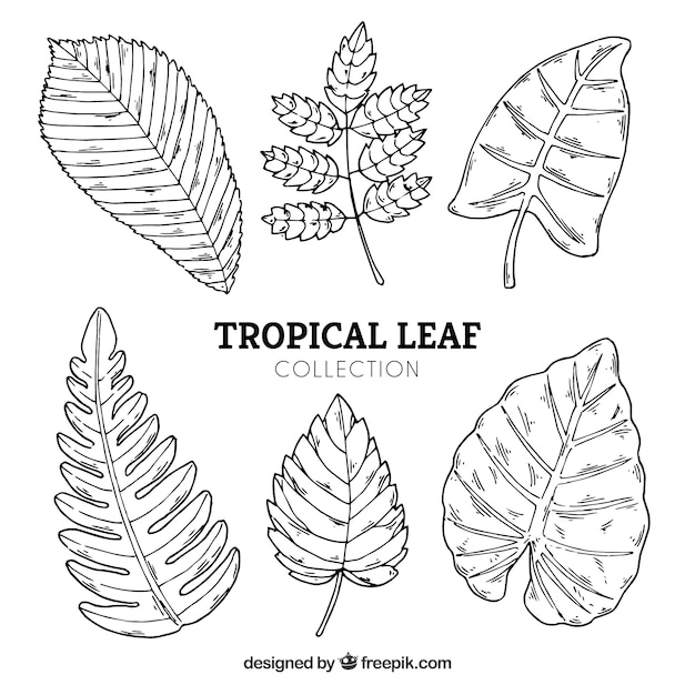 Tropical leaves collection in hand drawn style
