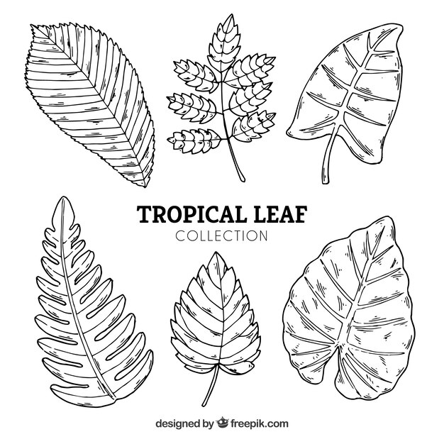 Tropical leaves collection in hand drawn style