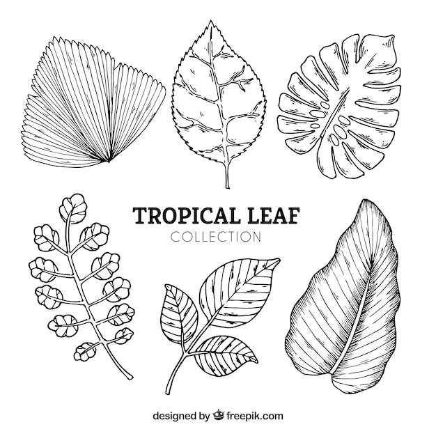 Tropical leaves collection in hand drawn style