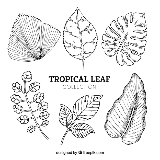 Коллекция тропических листьев в ручном стиле
