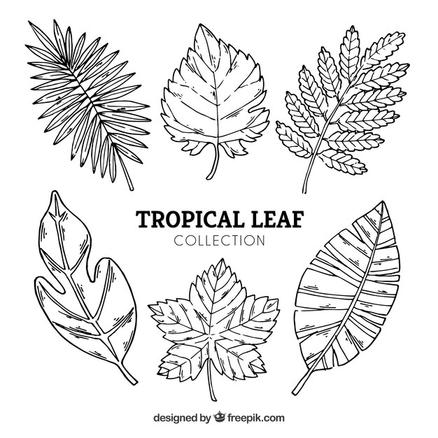 Tropical leaves collection in hand drawn style