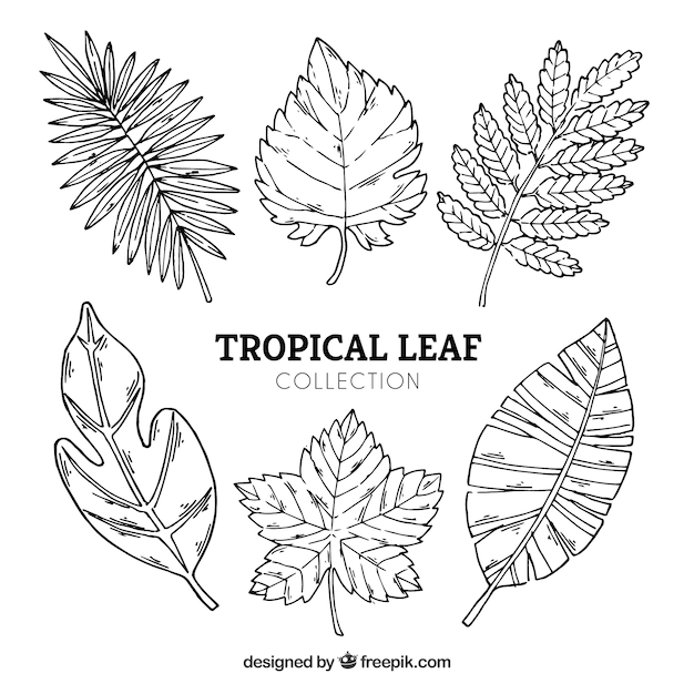 Tropical leaves collection in hand drawn style
