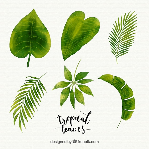 Tropical leaves collection in watercolor style