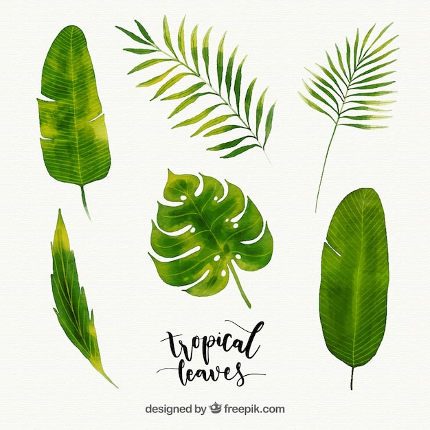 Tropical leaves collection in watercolor style