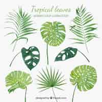 Free vector tropical leaves collection in watercolor style