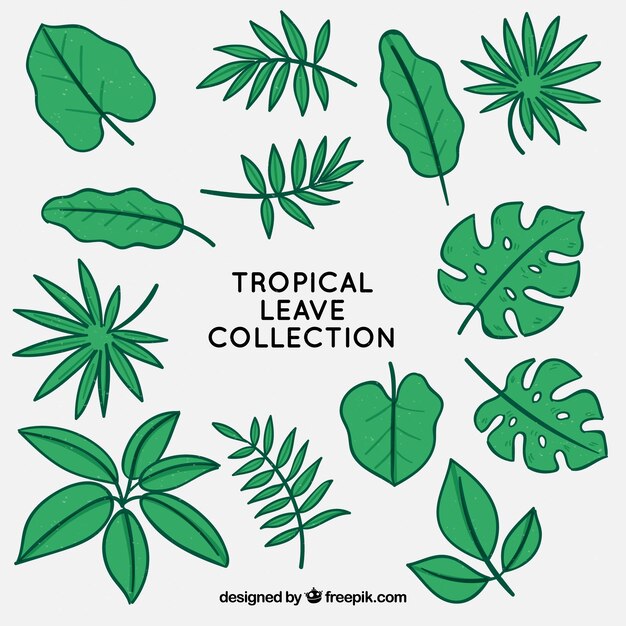 Tropical leaves collection