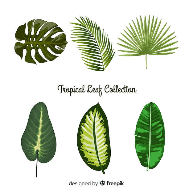 Free vector tropical leaves collection