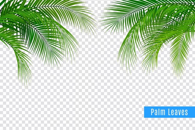 Tropical leaves palm branch realistic frame composition with transparent background and clusters of leaves with text