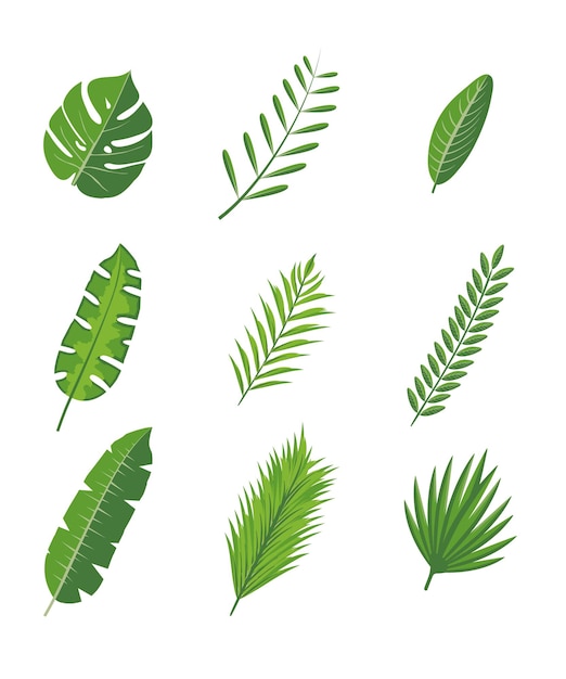 熱帯の葉はジャングルの植物を設定します熱帯の緑のモンステラフィロデンドロンヤシの熱帯雨林の葉植物のハワイの植物