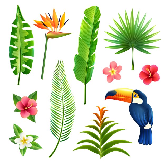 Tropical leaves set