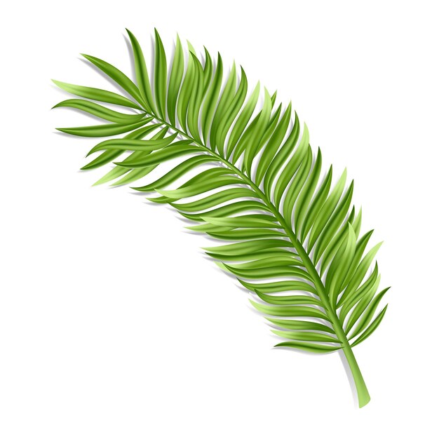 Tropical palm leaf isolated on white background Realistic green summer plant Vector illustration