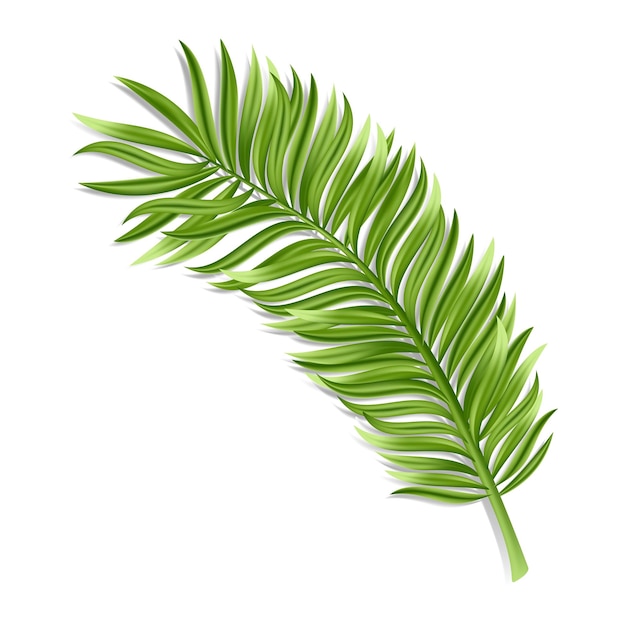 Tropical palm leaf isolated on white background Realistic green summer plant Vector illustration