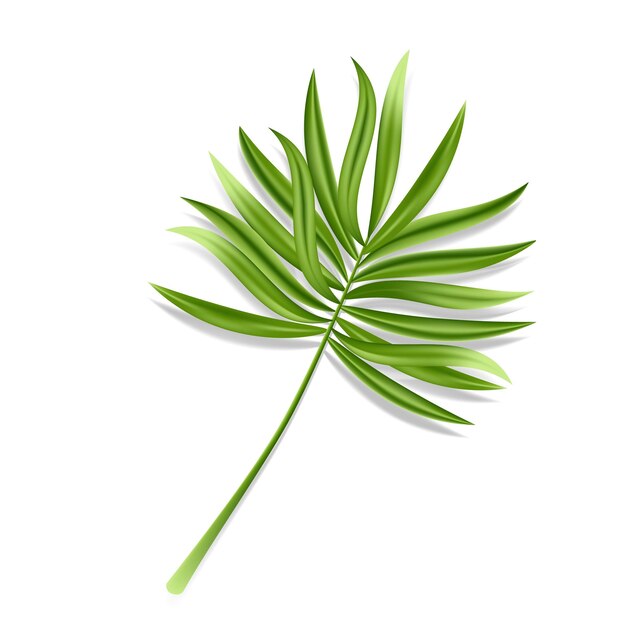 Tropical palm leaf isolated on white background Realistic green summer plant Vector illustration