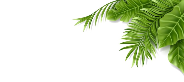 Tropical palm leaf isolated on white background Realistic green summer plant Vector illustration