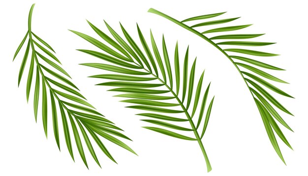 白で隔離される熱帯のヤシの葉現実的な緑の夏の植物の木セット熱帯枝ベクトル