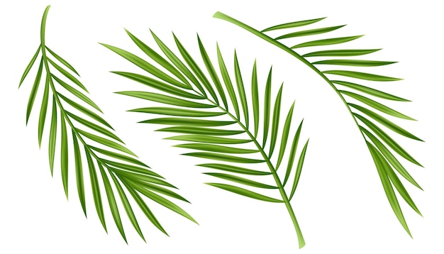 Tropical palm leaf isolated on white Realistic green summer plant tree set Tropic branch Vector
