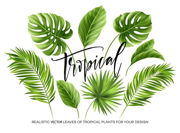 モンステラの葉 画像 無料のベクター ストックフォト Psd モンステラの葉 画像 無料のベクター ストックフォト Psd