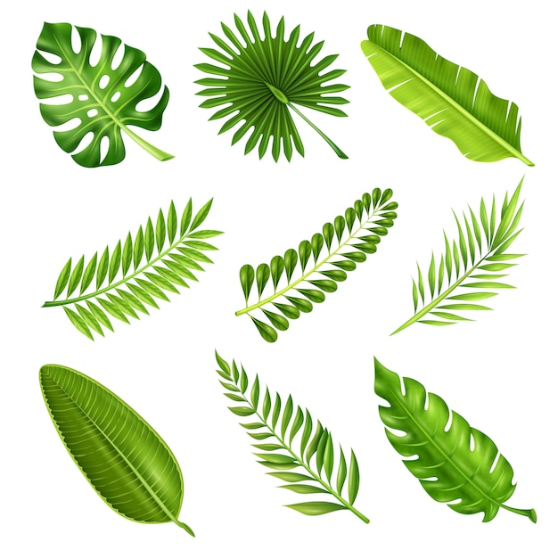 Free vector tropical palm tree branches