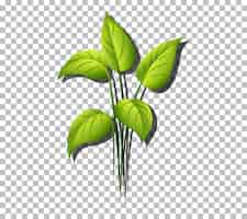 Бесплатное векторное изображение Тропическое растение на прозрачном фоне