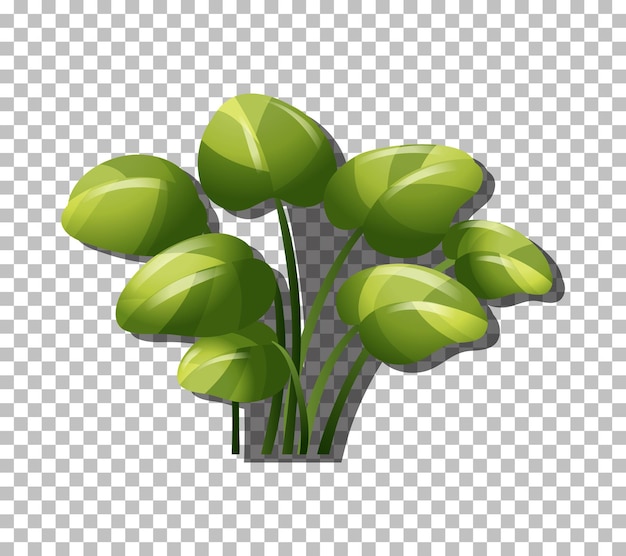 Бесплатное векторное изображение Тропическое растение на прозрачном фоне