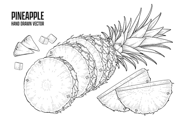 Vettore gratuito pianta tropicale ananas disegnato a mano schizzo vettore illustrazioni botaniche