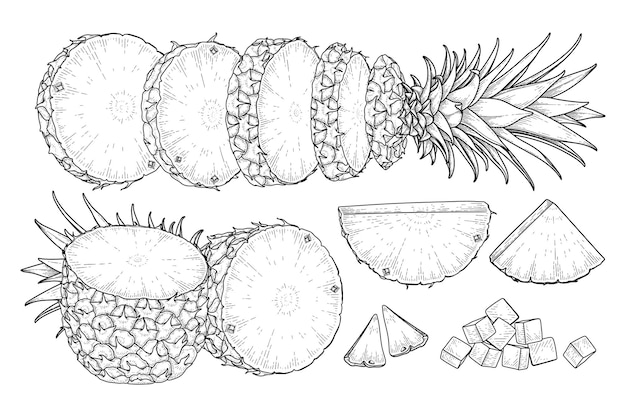 Tropical plant Pineapple Hand drawn Sketch vector Botanical illustrations