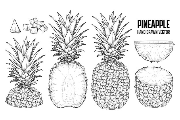 Tropical plant Pineapple Hand drawn Sketch vector Botanical illustrations